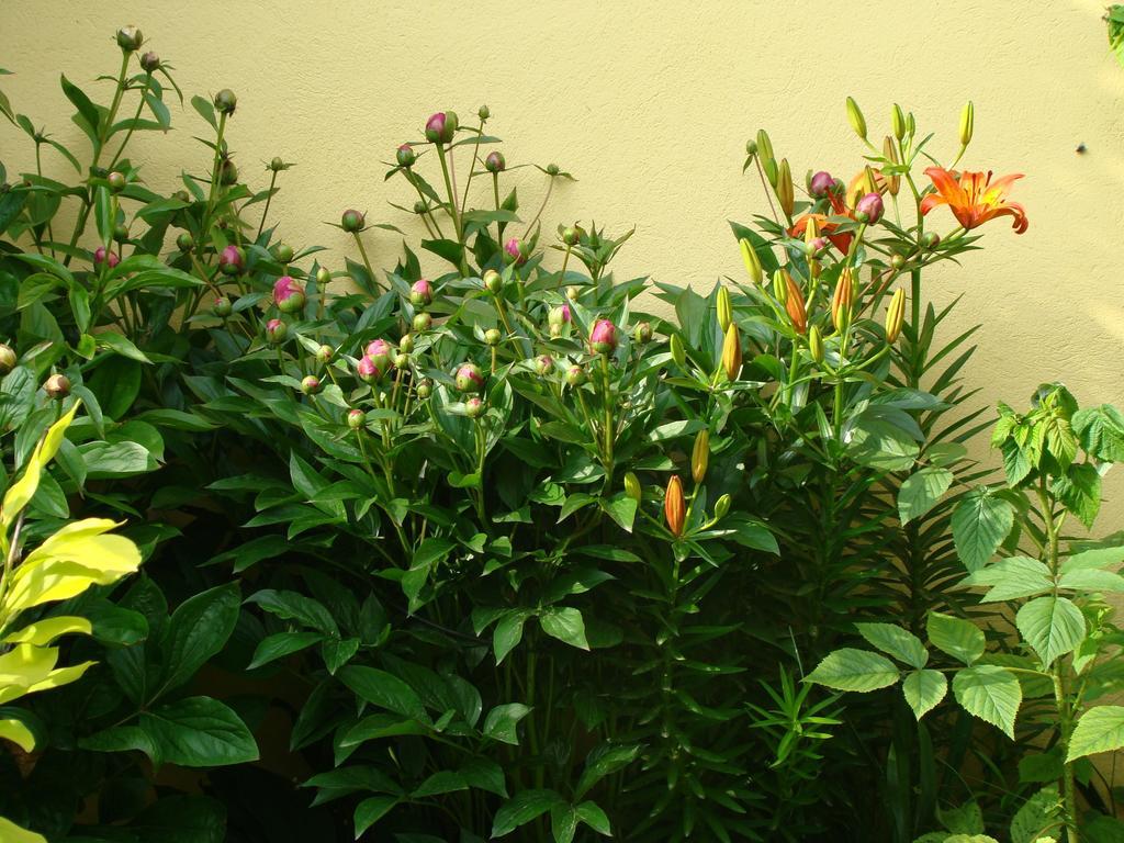 Pensiunea Magnolia Hermannstadt Exterior foto
