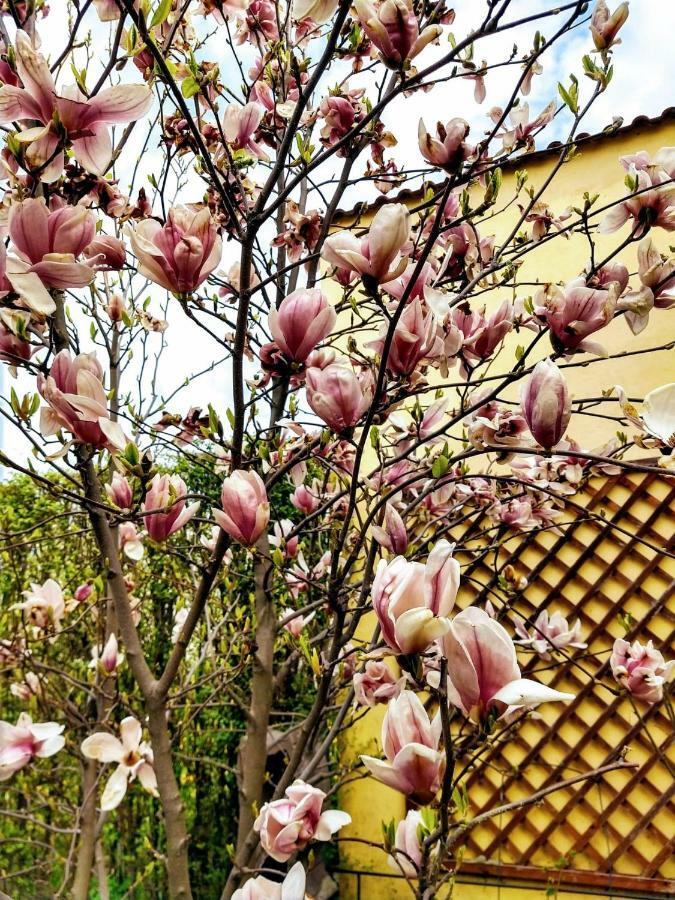 Pensiunea Magnolia Hermannstadt Exterior foto