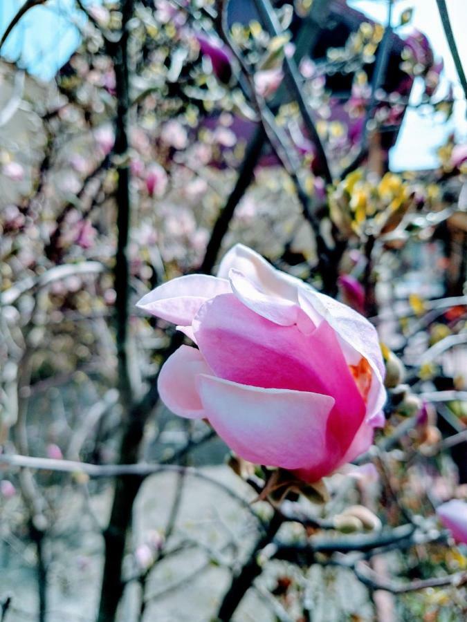 Pensiunea Magnolia Hermannstadt Exterior foto
